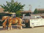 Belgian Horses