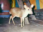 Muntjac