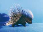 Porcupine