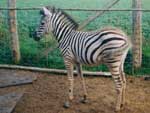 Missy Zebra