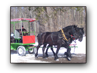 Toronto Petting Zoo Drawn Wagon Rides two
